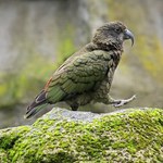 Papuga-złodziej z Nowej Zelandii. Ukradła kamerę i wszystko sfilmowała