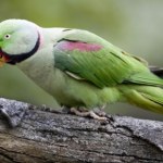 Papugarnia pokazała zdjęcia. Papuga zginęła z winy zwiedzających