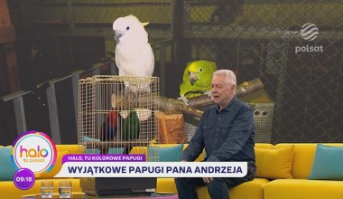 Papugi - celebrytki. Jego ptaki grają w filmach i reklamach