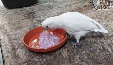 Papugi kakadu lubią maczać jedzenie w jogurcie. Zaskakujące odkrycie naukowców