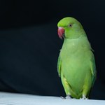 Papugi na liście gatunków lęgowych w Polsce? A jednak!