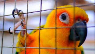 Papuzica w Europie. Zmarło już 5 osób