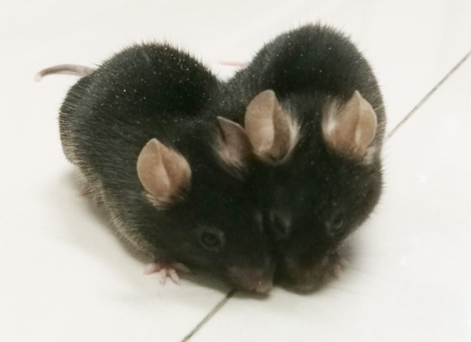 Para chirurgicznie połączonych myszy /University of British Columbia /Materiały prasowe