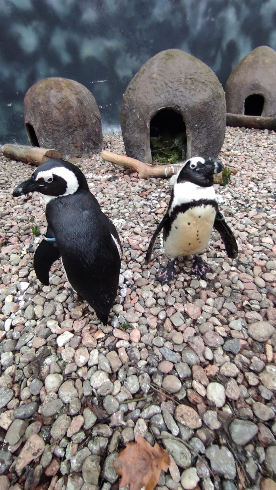 Para jednopłciowych pingwinów /ZOO Wrocław /Materiały prasowe