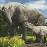 Paraceratherium: Największy ssak, jaki chodził po Ziemi, odkryty w Chinach