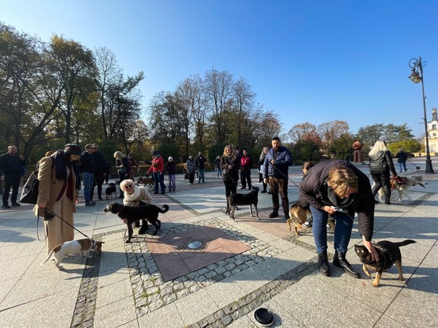 Parada psów adoptowanych ze schroniska na Bulwarach Kościałkowskiego w Białymstoku /Marcin Onufryjuk /PAP