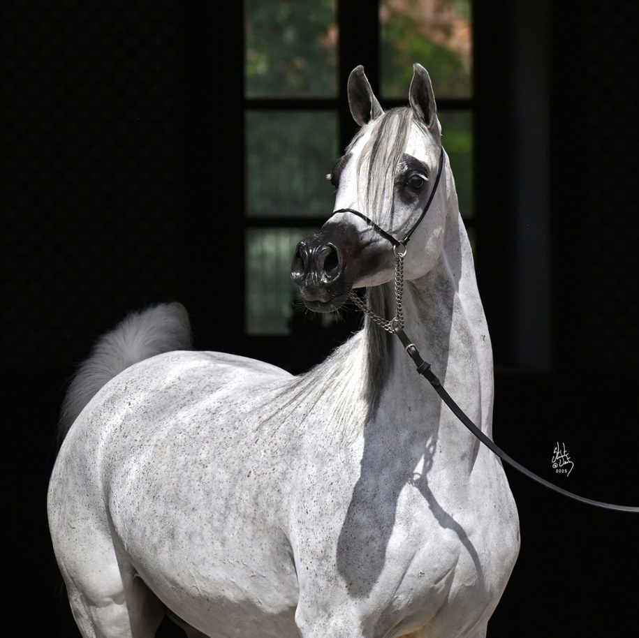 Parantella /Stuart Vesty /