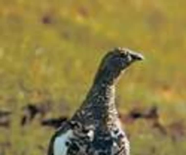 PARDWA