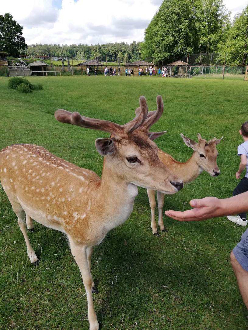 Park Dzikich Zwierząt w Kadzidłowie to miejsce dla całej rodziny! /Gabriela Kurcz /INTERIA.PL