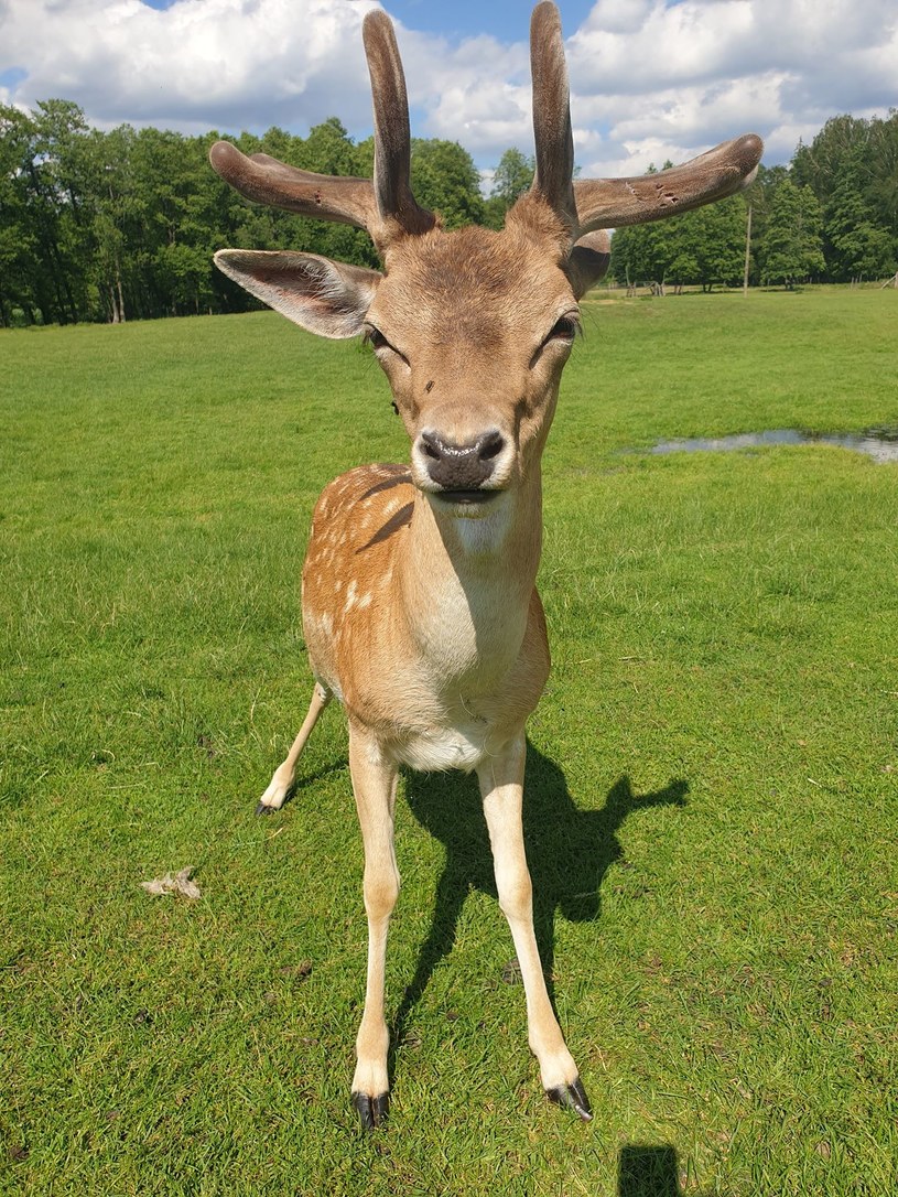 Park Dzikich Zwierząt w Kadzidłowie /Katarzyna Pawlicka /INTERIA.PL
