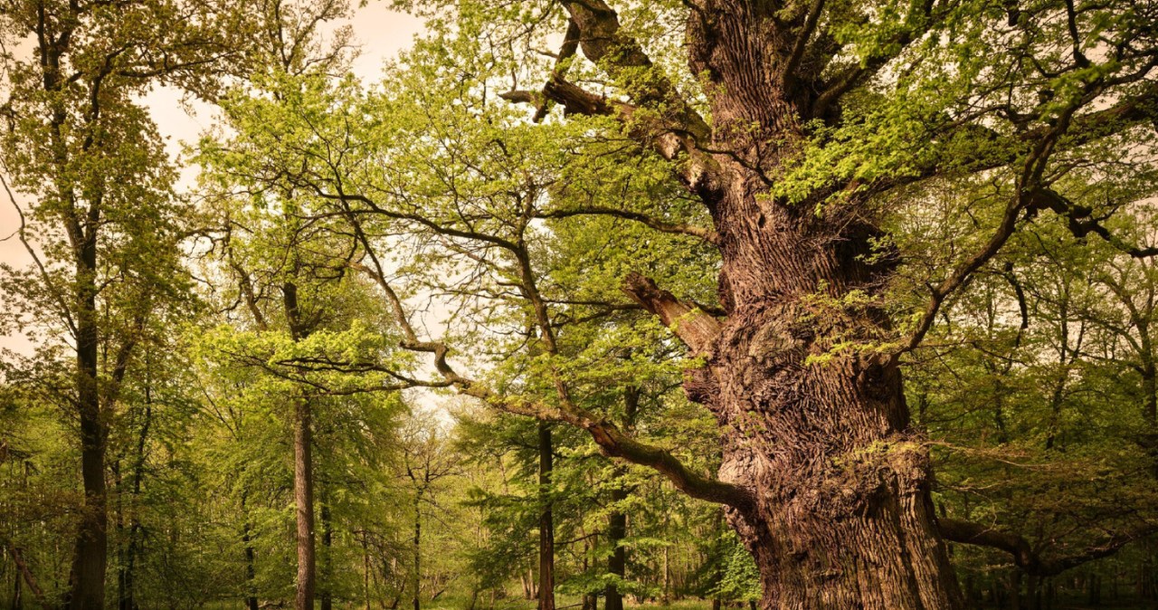 Park Ivenacker Eichen zachwyca odwiedzających /Bayerl, Gunther/Travel Collection/East News /East News
