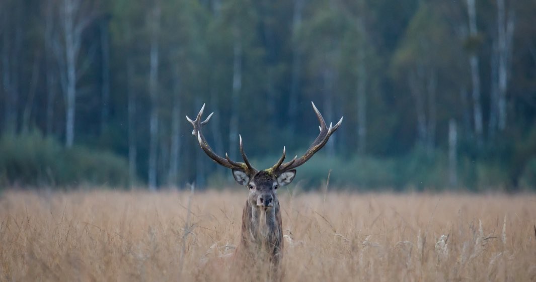 Парк надзвичайно багатий на флору та фауну, тут можна зустріти оленей, лисиць та інших диких тварин /Domena publiczna