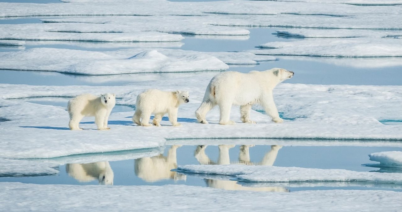 Park Narodowy Grenlandii jest domem dla wielu zagrożonych gatunków, np. niedźwiedzia polarnego /Canva Pro