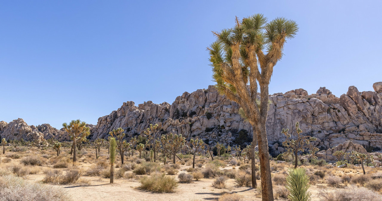 Park Narodowy Joshua Tree w Californii /Michal Adamowski/REPORTER /INTERIA.PL