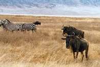 Park narodowy Ngorongoro /Encyklopedia Internautica