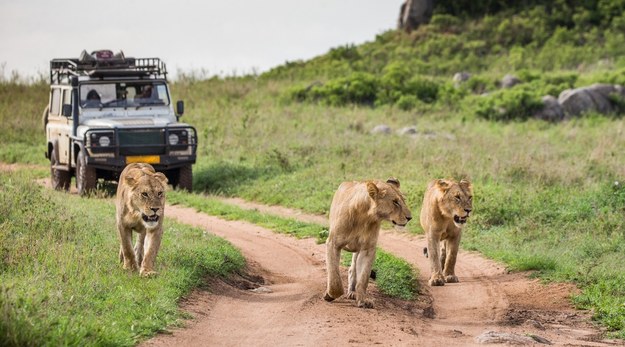 Park Narodowy Serengeti /Shutterstock