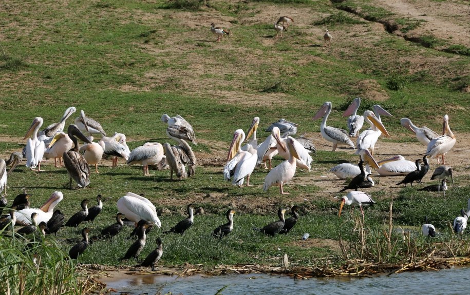 Park Queen Elisabeth jest jednym z najbardziej znanych parków we wschodniej części Afryki /GERNOT HENSEL /PAP/EPA
