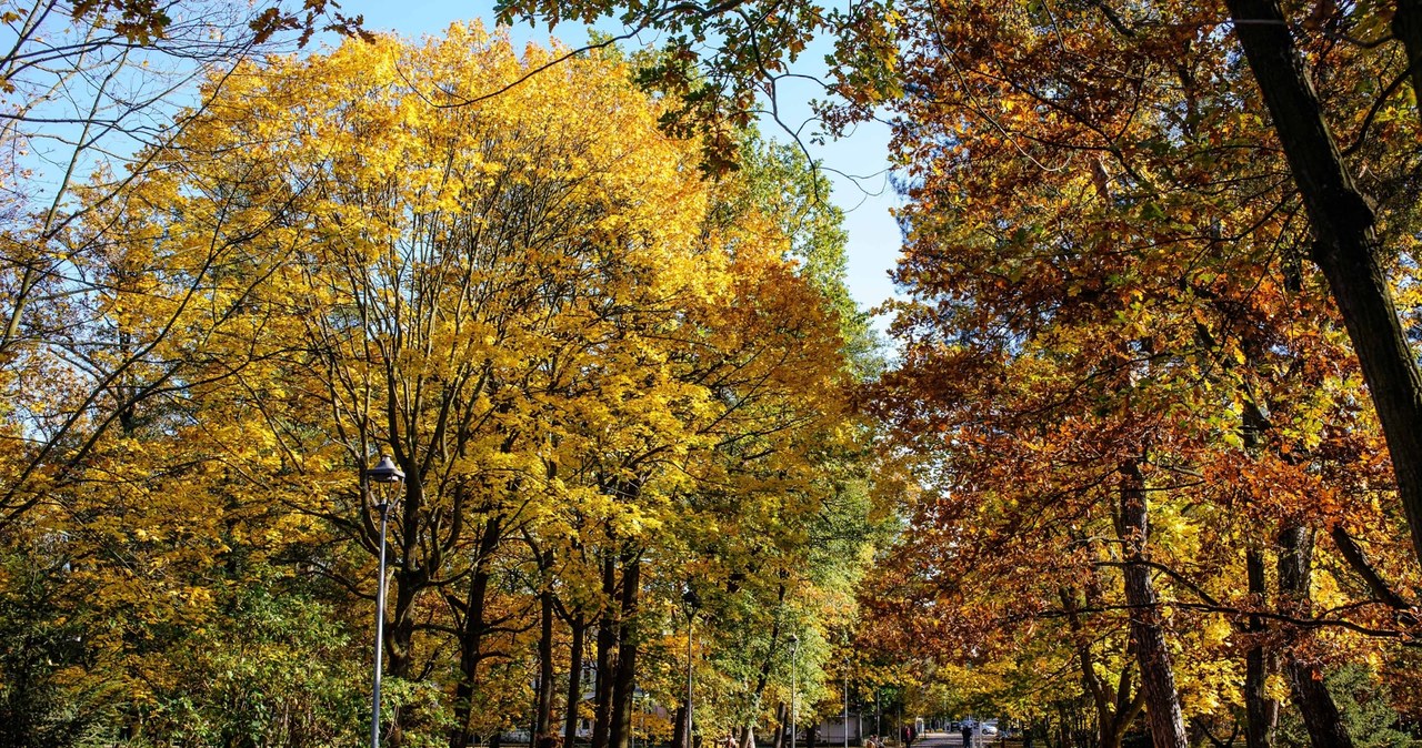 Park Zdrojowy w Konstancin-Jeziorna jesienią prezentuje się niezwykle malowniczo. Może być dobrym celem jednodniowej wycieczki poza Warszawę. /East News