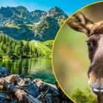 Parki narodowe na minusie. Alarmujące prognozy