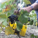 Parlament: Polscy rolnicy będą mogli sprzedawać produkowane przez siebie wino