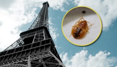 Paryż opanowały pluskwy. Stolica mody stała się stolicą pasożytów