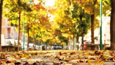 Pasaż Schillera. Zielona metamorfoza