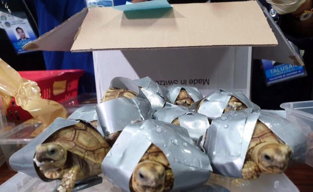 Pasażer chciał przemycić w bagażu ponad tysiąc żółwi!