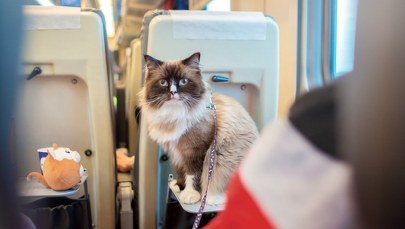 Pasażerka ukarana za miauczenie kota. Kontrowersyjna decyzja kolei
