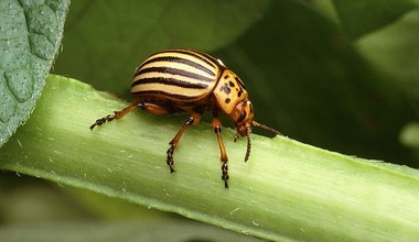 Paskudne szkodniki, które zjadają nasze rośliny. Koniecznie reaguj