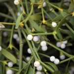 jemioła Pasożyt i symbol świąt atakuje kolejne drzewa. Polacy mają na niego sposób