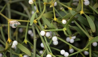 Pasożyt i symbol świąt atakuje kolejne drzewa. Polacy mają na niego sposób