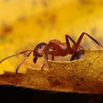 Pasożyt zamienia mrówki w zombie. Może żyć także w Polsce