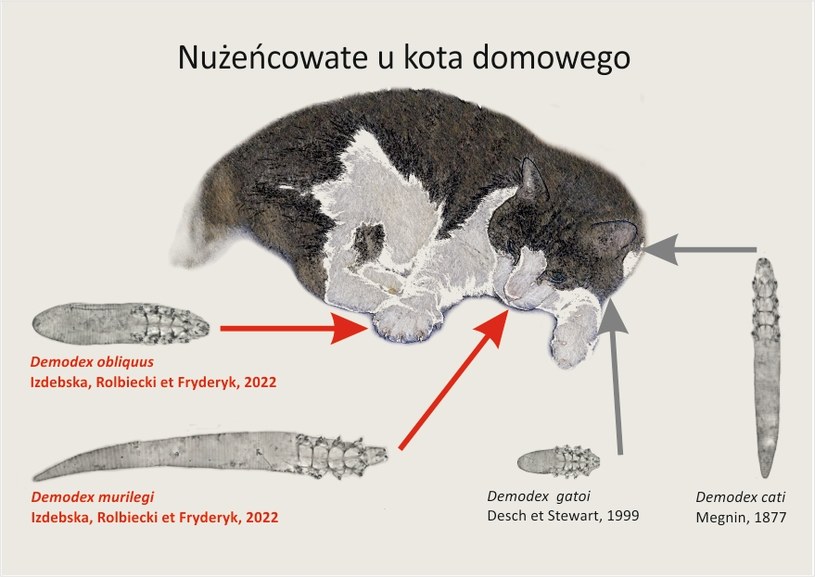 Pasożyty odkryte przez polskich naukowców atakują pyszczki i łapy kotów domowych /materiały prasowe
