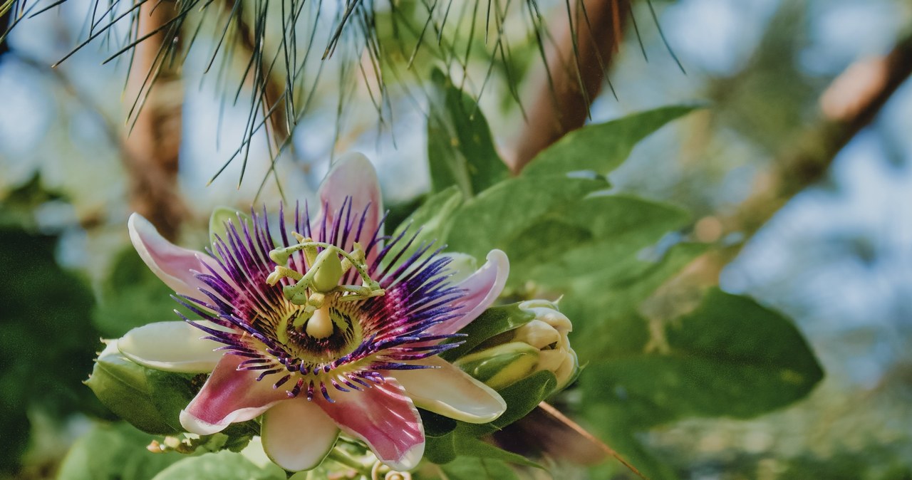 Passiflora to piękny egzotyczny kwiat o drogocennych kwiatach i pysznych owocach. /juanjomendieta /123RF/PICSEL