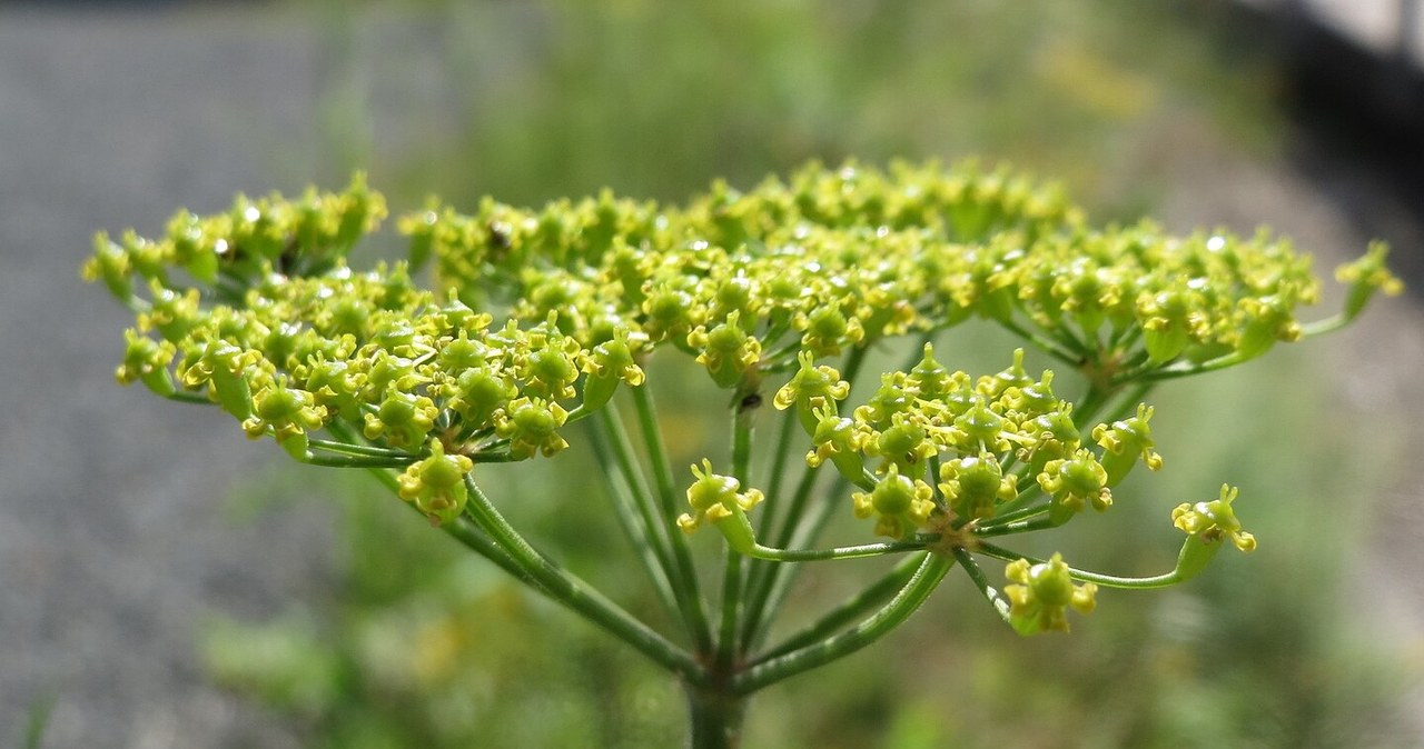 Pasternak zwyczajny (łac. Pastinaca sativa) to warzywo korzeniowe o słodkawym, orzechowym smaku i licznych właściwościach zdrowotnych / AnRo0002 /CC0