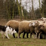 Pasterz, owce i pies - widok (nie)codzienny?