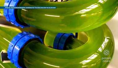 Pasza dla zwierząt z glonów. Rewolucyjny pomysł Polaków