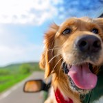 Paszport dla psa - sprawdź, jak podróżują zwierzęta 