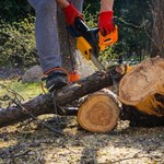 Paszyk zapowiada ograniczenie eksportu drewna poza UE. Będzie nowa ustawa  