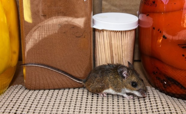 Patagonia ujawnia swoje tajemnice. Odkryto skamielinę przodka myszy z ery dinozaurów