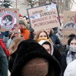 Patologie w schroniskach. "Nadzór jest iluzoryczny, system nie działa"