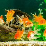 Patrzenie na rybki w akwarium uspokaja?