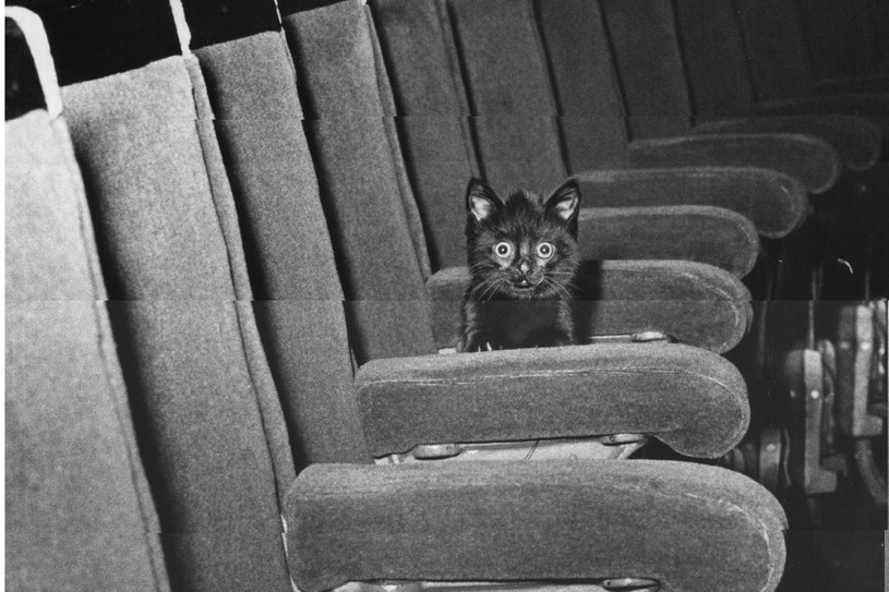 Patti, kot teatralny, 1950 rok /Getty Images/Flash Press Media