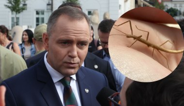 Patyczaki trafiły do polskiej polityki. Nie spodobały się prezydentowi