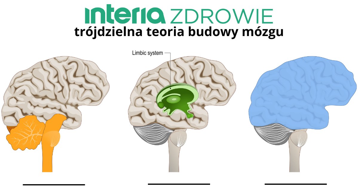 Paul D. MacLean stworzył podwaliny pod model trójjednego mózgu (trójdzielnego mózgu) /123RF/PICSEL