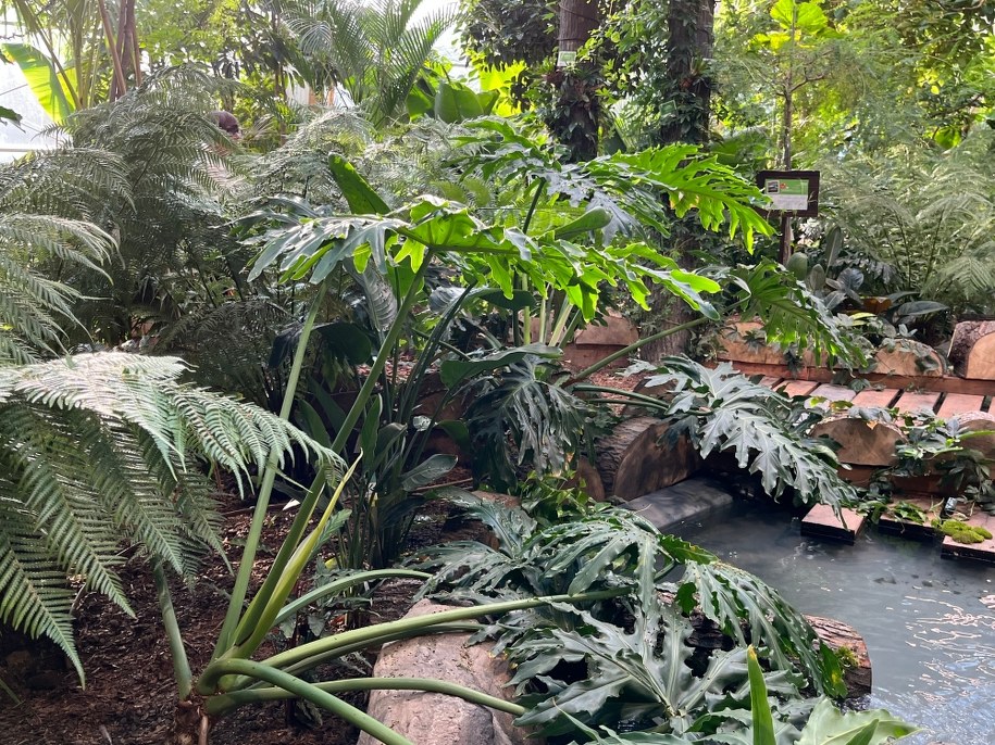 Pawilon lasu deszczowego w Śląskim Ogrodzie Zoologicznym /Anna Kropaczek /RMF FM - reporter