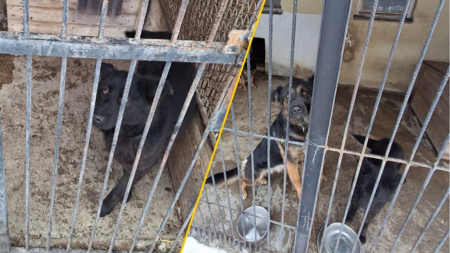 Pawłowo. Psy w schronisku dla zwierząt /Kamil Puternicki /RMF MAXX