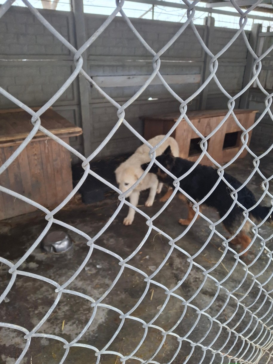 Pawłowo. Schronisko dla zwierząt /Kamil Puternicki /RMF MAXX