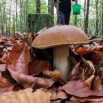 Październikowy wysyp grzybów zaskakuje. Urodzaj na południu Polski 