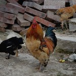 "PB" - Ukraiński gigant połknie nasze kurczaki